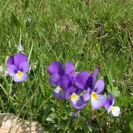 Le Relais Du Coustoubi 2* Campouriez