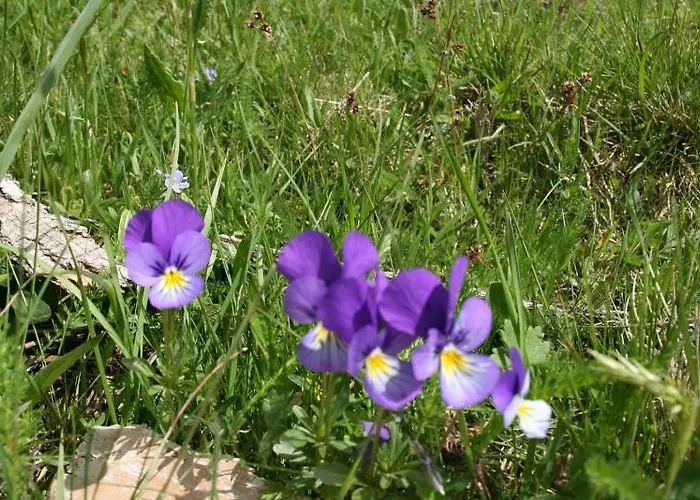 Le Relais Du Coustoubi 2* Campouriez