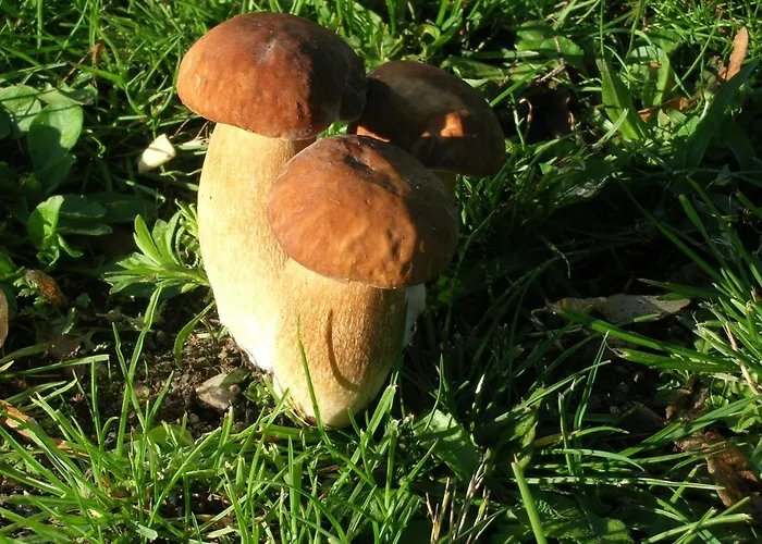 Le Relais Du Coustoubi ホテル 2*